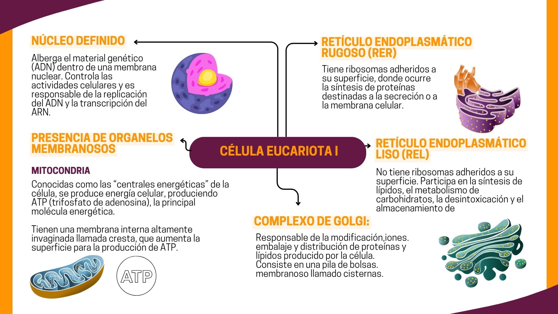 Célula Eucariota I