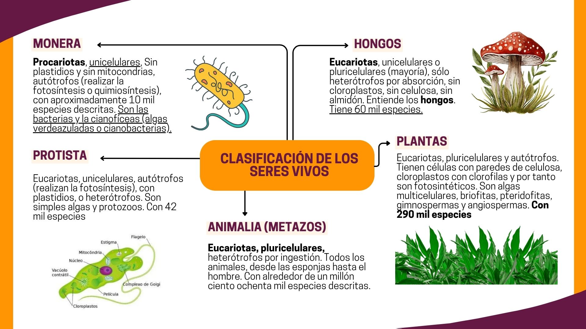 Clasificación de los seres vivos