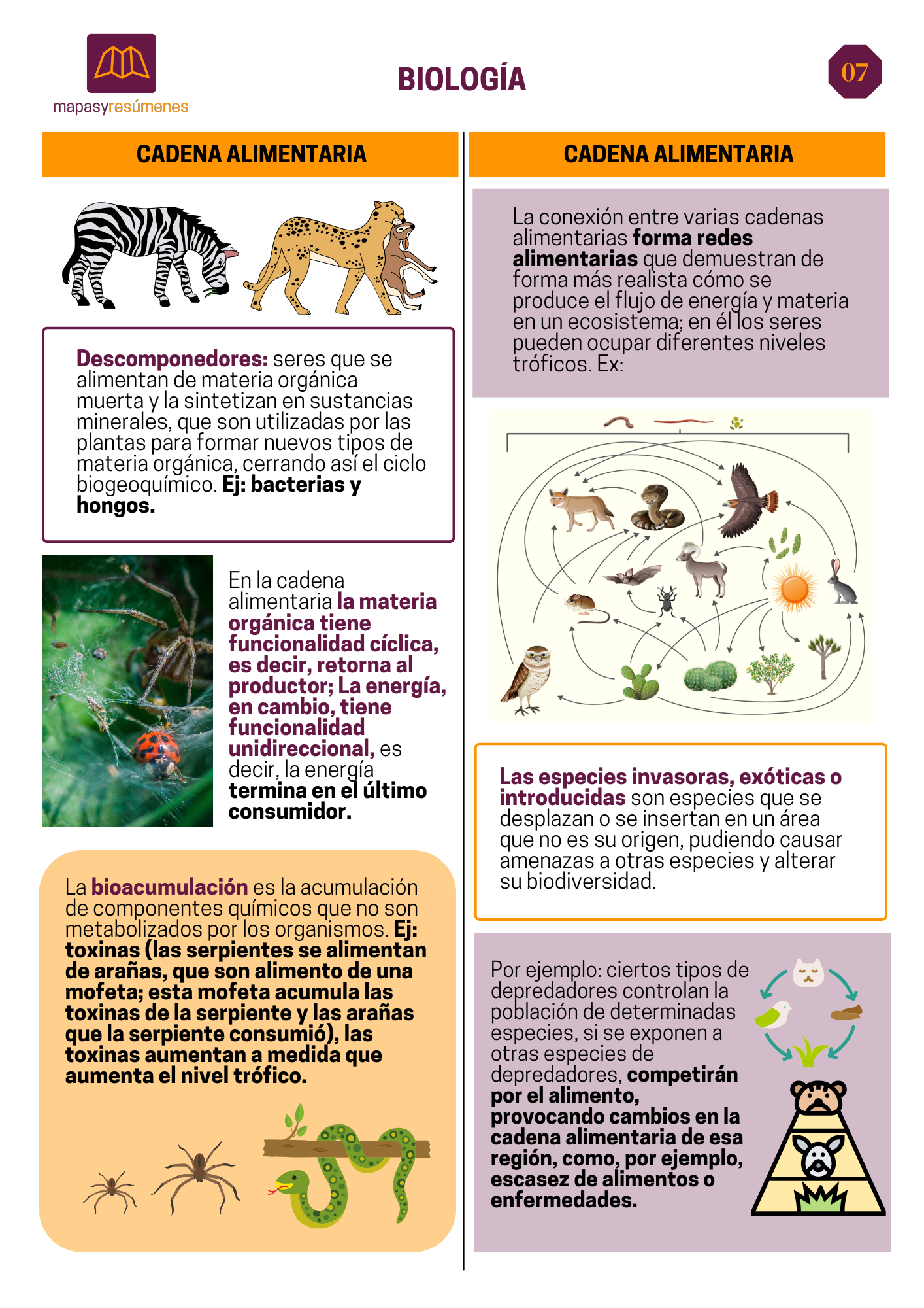 Cadena alimentaria