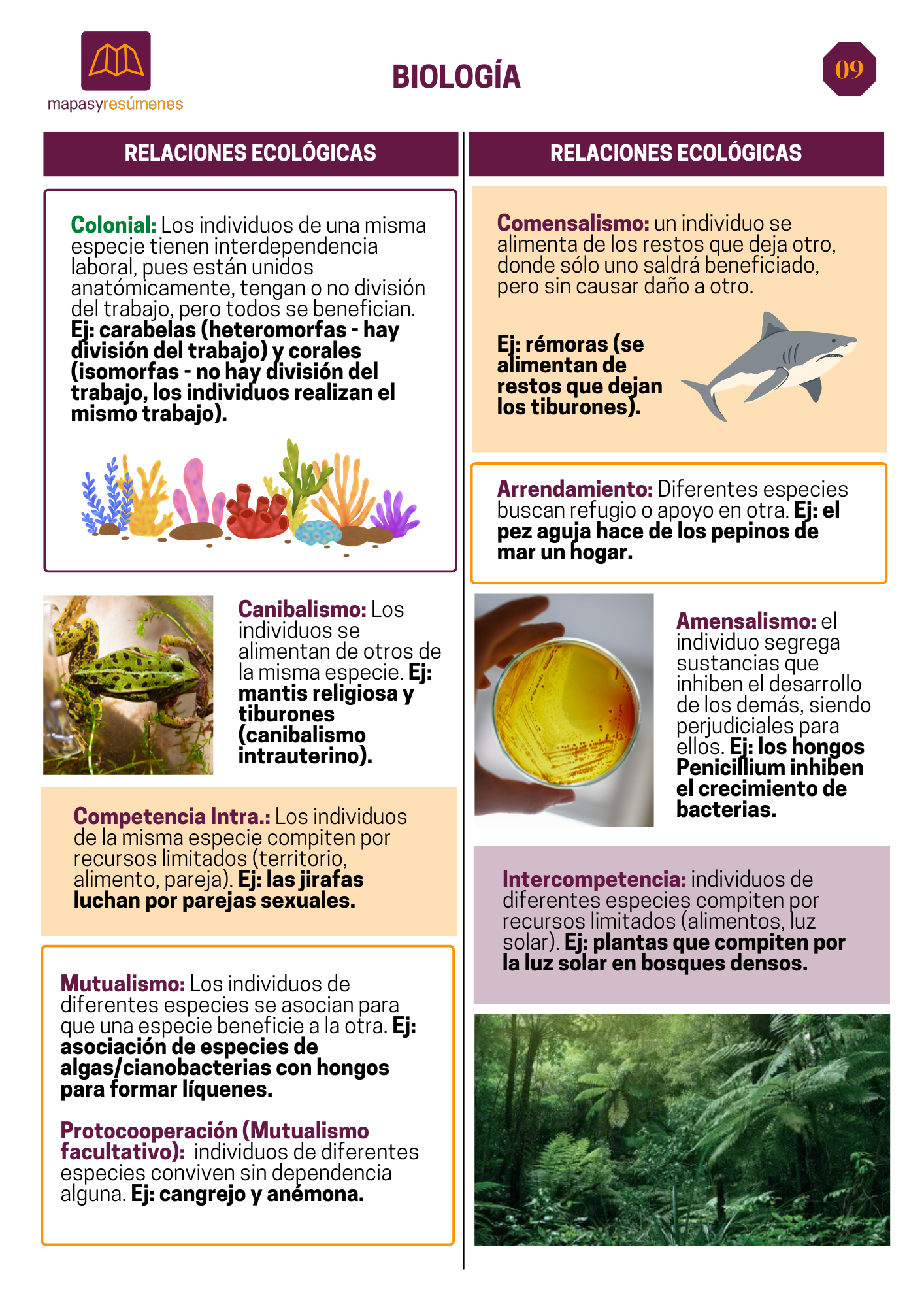 Relaciones ecológicas y sucesión
